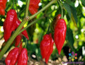 Hot Paper Lantern Pepper Seeds - 25+ Seeds for Garden - Capsicum chinense - USA Grown - Free Shipping