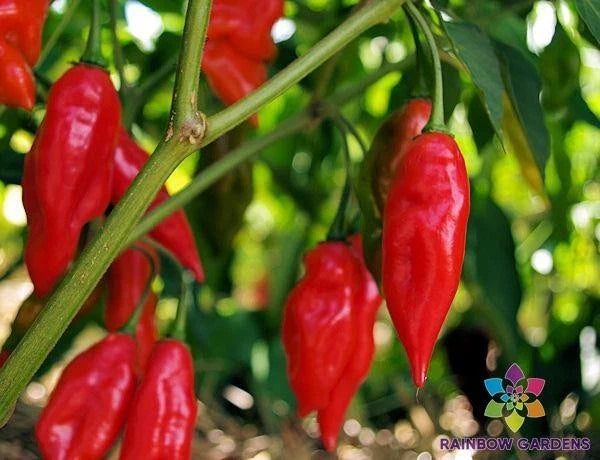Hot Paper Lantern Pepper Seeds - 25+ Seeds for Garden - Capsicum chinense - USA Grown - Free Shipping