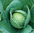Cabbage Seeds 300+ All Seasons Culinary Vegetable Brassica oleracea - Free Shipping