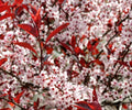 Western Sand Cherry Seeds - 6 Seeds - Rare Variety - Ideal for Landscaping or Bonsai - Prunus besseyi