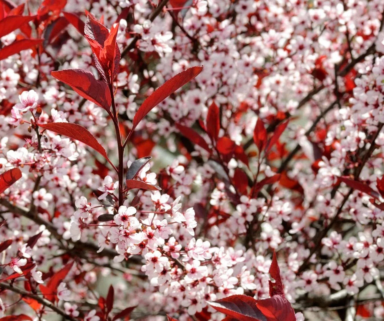 Western Sand Cherry Seeds - 6 Seeds - Rare Variety - Ideal for Landscaping or Bonsai - Prunus besseyi