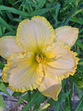 Hemerocallis 'Eloquent Silence' Daylily Bareroot - Mature Eyes, Perennial Flowering Plant for Gardens