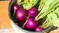 Royal Purple Radish Seeds - 500+ Count for Garden Planting - Raphanus sativus - USA Grown