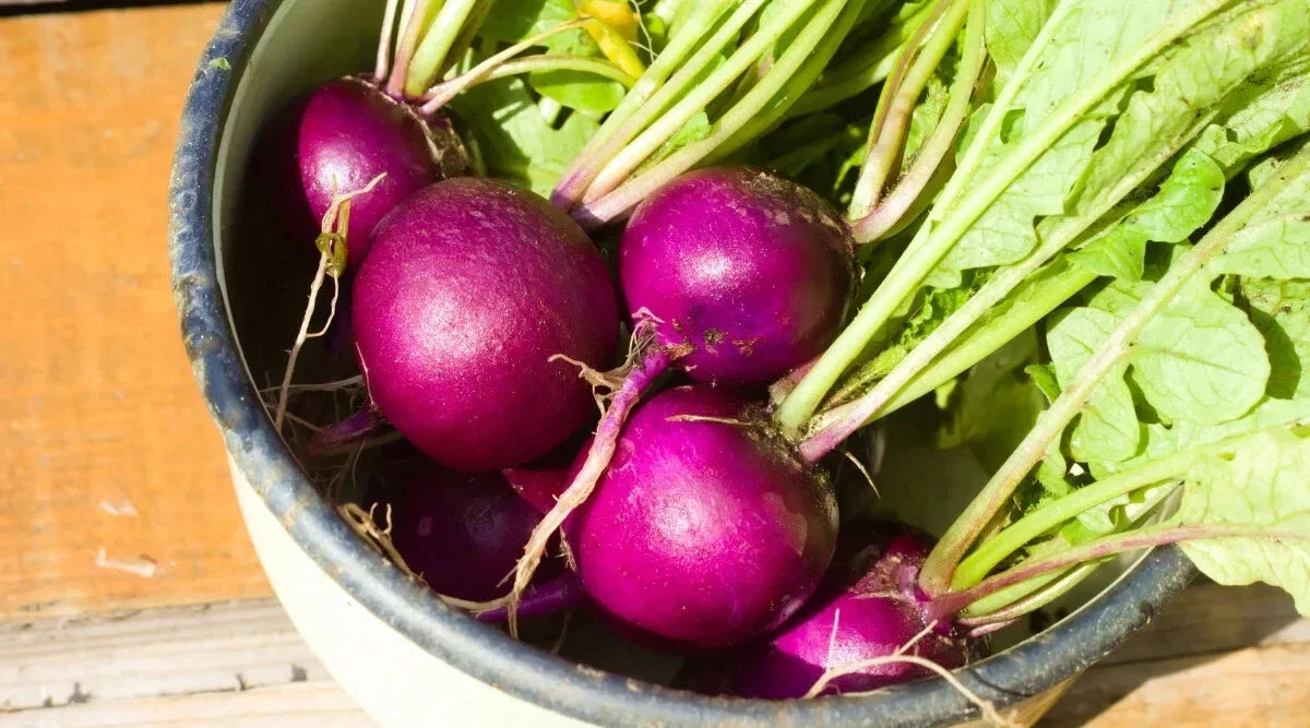 Royal Purple Radish Seeds - 500+ Count for Garden Planting - Raphanus sativus - USA Grown