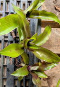 Live Plant Cuttings - 5 Basket Plant Pups - Callisia fragrans - False Bromeliad