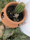 Live Torch Cactus Cuttings - Single Pups 1-3in Tall - Echinopsis Spachiana - Succulent Plant for Home Decor