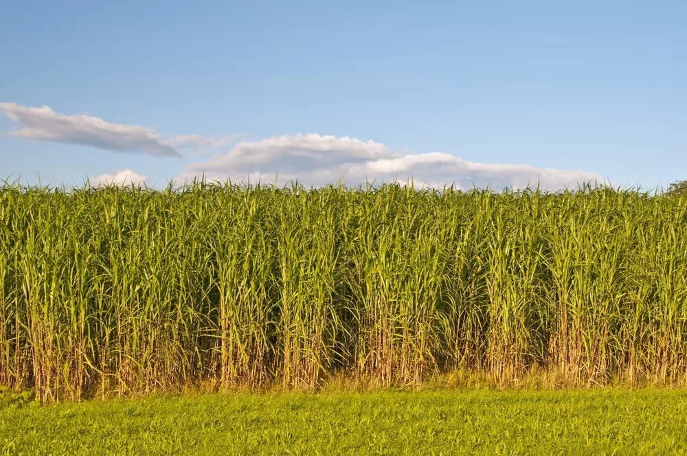 Switchgrass Seeds for Planting - Fast Growing Hardy Prairie Grass - Biofuel Use (Panicum virgatum)