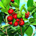 20 Strawberry Guava Seeds, Edible Fruit Plant, Psidium cattleianum, Tropical Garden Variety