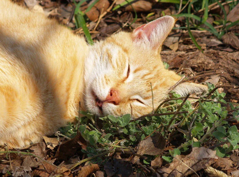 Catnip Seeds - 100 Pack - Nepeta cataria - Organic Cat Grass for Cats and Gardens