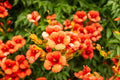 Rare Orange Hummingbird Bush Seeds - 25 Seeds - Non-GMO Orange Trumpet Vine - Tecoma capensis