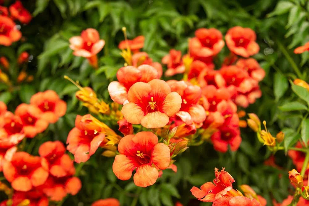 Rare Orange Hummingbird Bush Seeds - 25 Seeds - Non-GMO Orange Trumpet Vine - Tecoma capensis