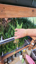 Leyland Cypress Starter Trees - 5 Bare Root Evergreen Fast Growing - Cupressocyparis leylandii