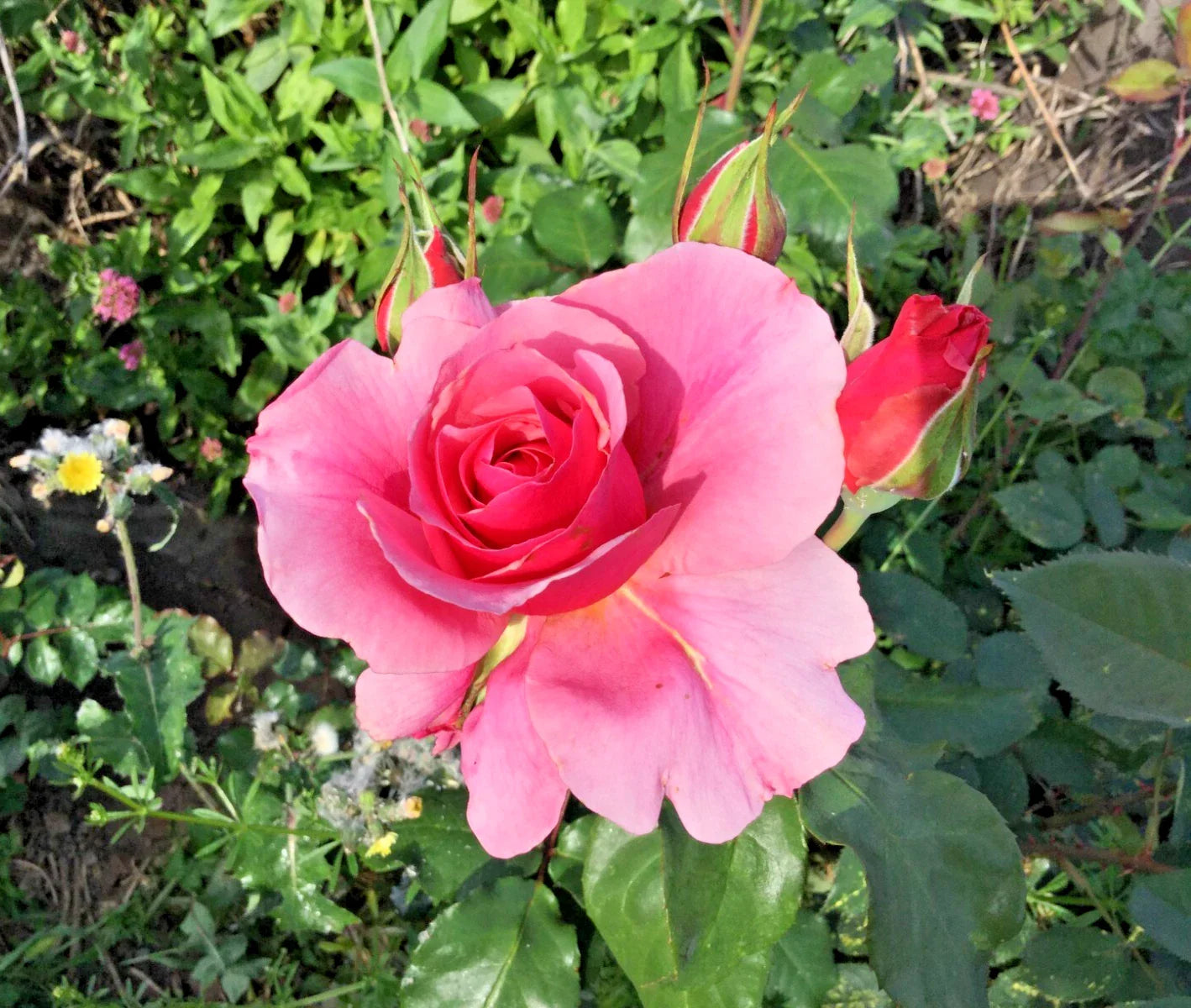 Pink Rose Cuttings 3 Stems for Rooting/Grafting - Rosa spp.