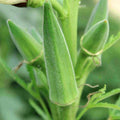 Clemson Spineless Okra Seeds, NON-GMO, Lady's Fingers, Gombo, Bendi, Vegetable Seeds, Heirloom Gardening
