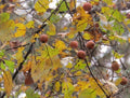 Persimmon Tree Seedlings - 24" American Native Fast Growing Live Plants - Diospyros virginiana - Fresh Healthy Bareroot