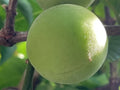 Austree Hybrid Willow Cuttings - 10 Inch Thick Fresh Cut Fast Growing Plant (Salix x sepulcralis) - 60 Pack