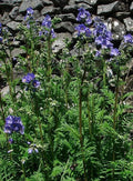 Polemonium Seeds - 15 Seeds - Towering Jacob's Ladder 'Blue Master' - Polemonium foliosissimum