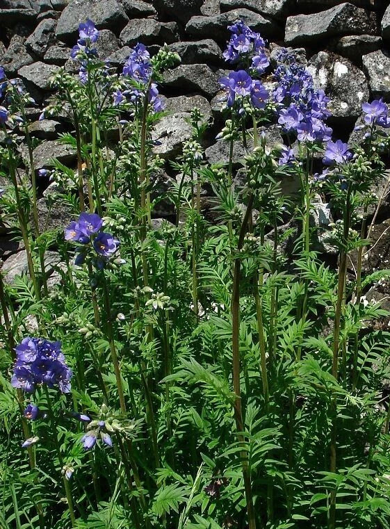Polemonium Seeds - 15 Seeds - Towering Jacob's Ladder 'Blue Master' - Polemonium foliosissimum