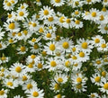 German Chamomile Seeds, 2000+ Fragrant Garden Annual Herb, Matricaria chamomilla, Tea Plant, Free Shipping