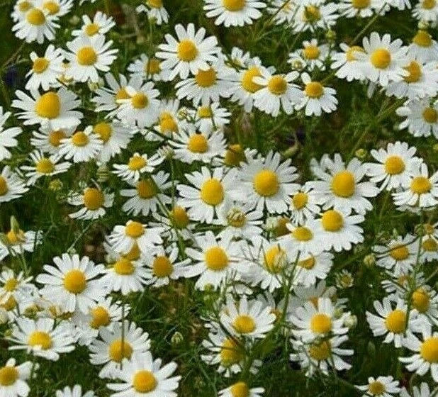 German Chamomile Seeds, 2000+ Fragrant Garden Annual Herb, Matricaria chamomilla, Tea Plant, Free Shipping