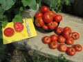 Homestead Tomato Seeds - 10+ Heirloom Organic Seeds - Drought Resistant Varieties - Solanum lycopersicum