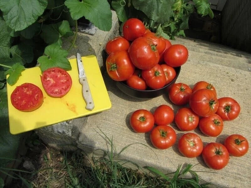 Homestead Tomato Seeds - 10+ Heirloom Organic Seeds - Drought Resistant Varieties - Solanum lycopersicum