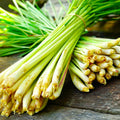 West Indian Lemongrass Seeds - Citronella Planting Seeds for Landscaping - Cymbopogon citratus