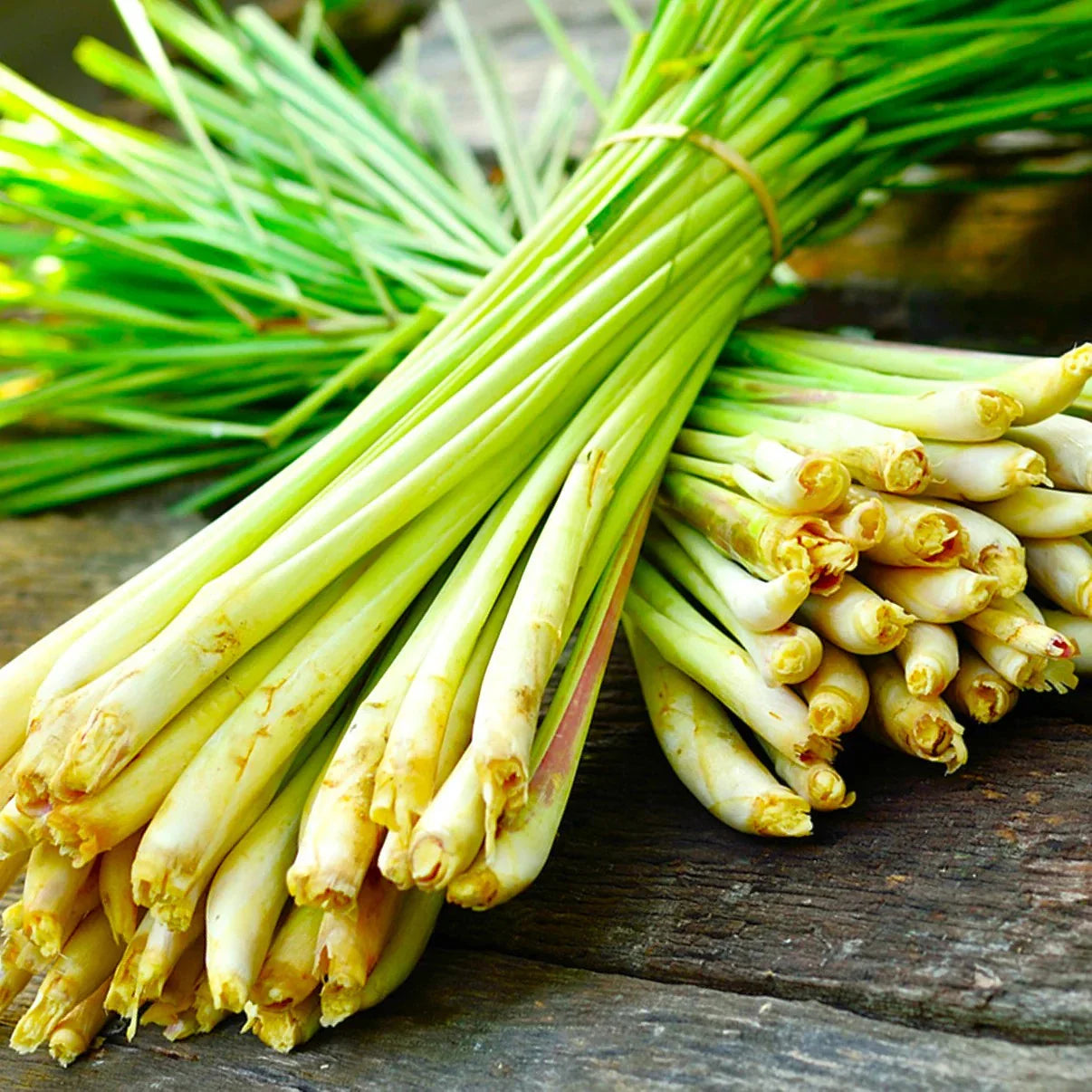 West Indian Lemongrass Seeds - Citronella Planting Seeds for Landscaping - Cymbopogon citratus