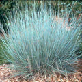 Little Bluestem Grass Seed - 200 Organic Seeds - Schizachyrium scoparium - USA Grown, Free Shipping