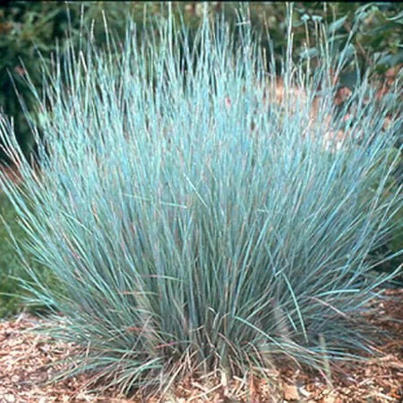 Little Bluestem Grass Seed - 200 Organic Seeds - Schizachyrium scoparium - USA Grown, Free Shipping