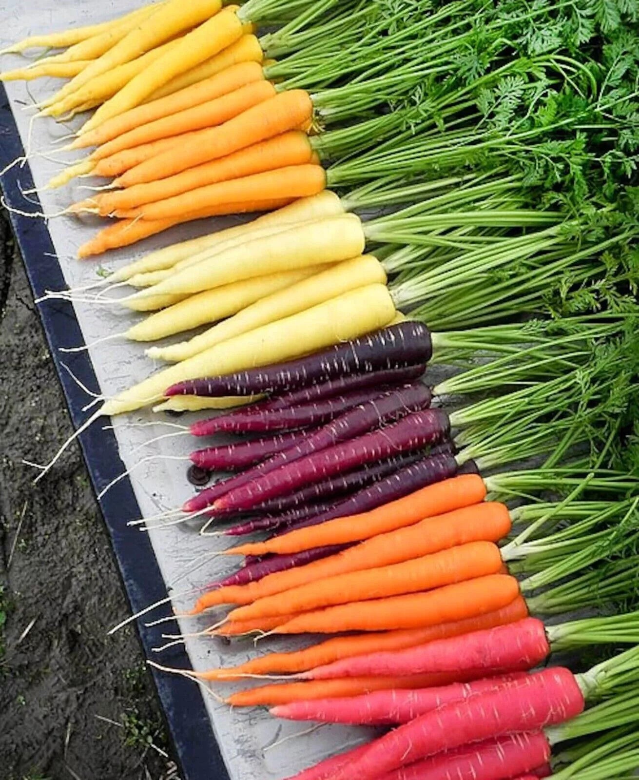 Rainbow Carrot Blend Seeds - 200+ Non-GMO Heirloom Organic Vegetable Seeds - Fresh and Flavorful