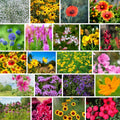 Wildflower Seed Mix 1 lb - Southeast Annual & Perennial Flower Seeds - Native Plants for Pollinators