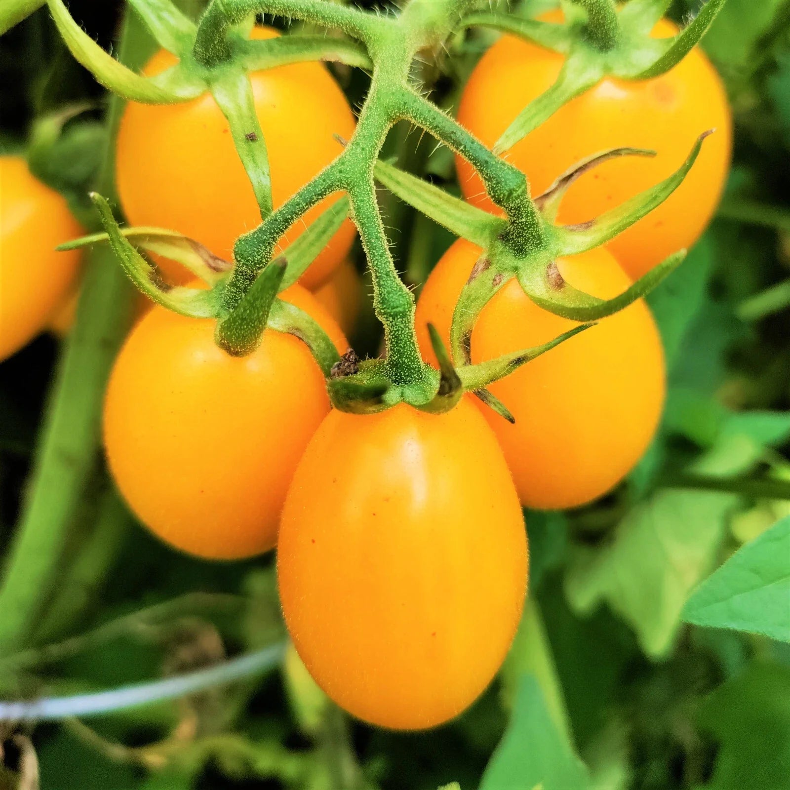 Yellow Plum Grape Tomato Seeds | Indeterminate Pear Cherry Tomato Seeds | 2025 Harvest