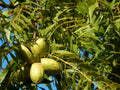 Pecan Tree Live Plant 18+ Inches Bare Root Carya illinoinensis
