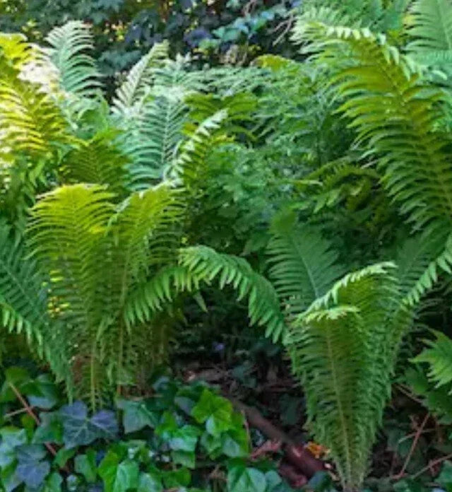 Ostrich Fern Plant - Bare Root - Vibrant Green Perennial - Matteuccia struthiopteris - Single Pack for Shade Gardens