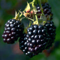 20 Blackberry Bush Seeds - Hardy Fruit Plant for Garden - Rubus allegheniensis - Zone 3