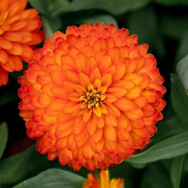Zydeco Fire Zinnia Seeds - 100+ Pack for Garden Planting - Colorful Annual Flowers - Zinnia elegans
