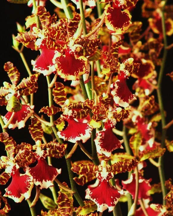 Orchid Plant 2.5" Pot Oncostele Everglades Elegance 'Nancy Lee'