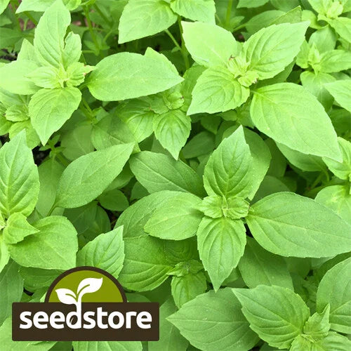 Lemon Basil Seeds | Heirloom Non-GMO | Culinary Herb Seeds | Ocimum basilicum