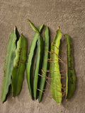 Lot of 6 Dragon Fruit Cuttings & 1 Rooted Plant - 2 Vietnam White, 3 Red, 2 Purple - Hylocereus spp.