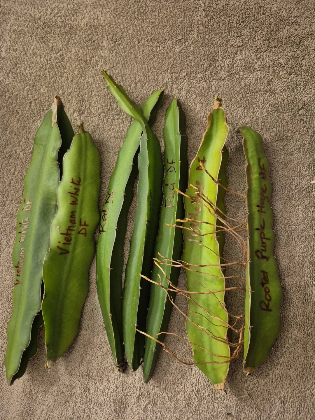 Lot of 6 Dragon Fruit Cuttings & 1 Rooted Plant - 2 Vietnam White, 3 Red, 2 Purple - Hylocereus spp.