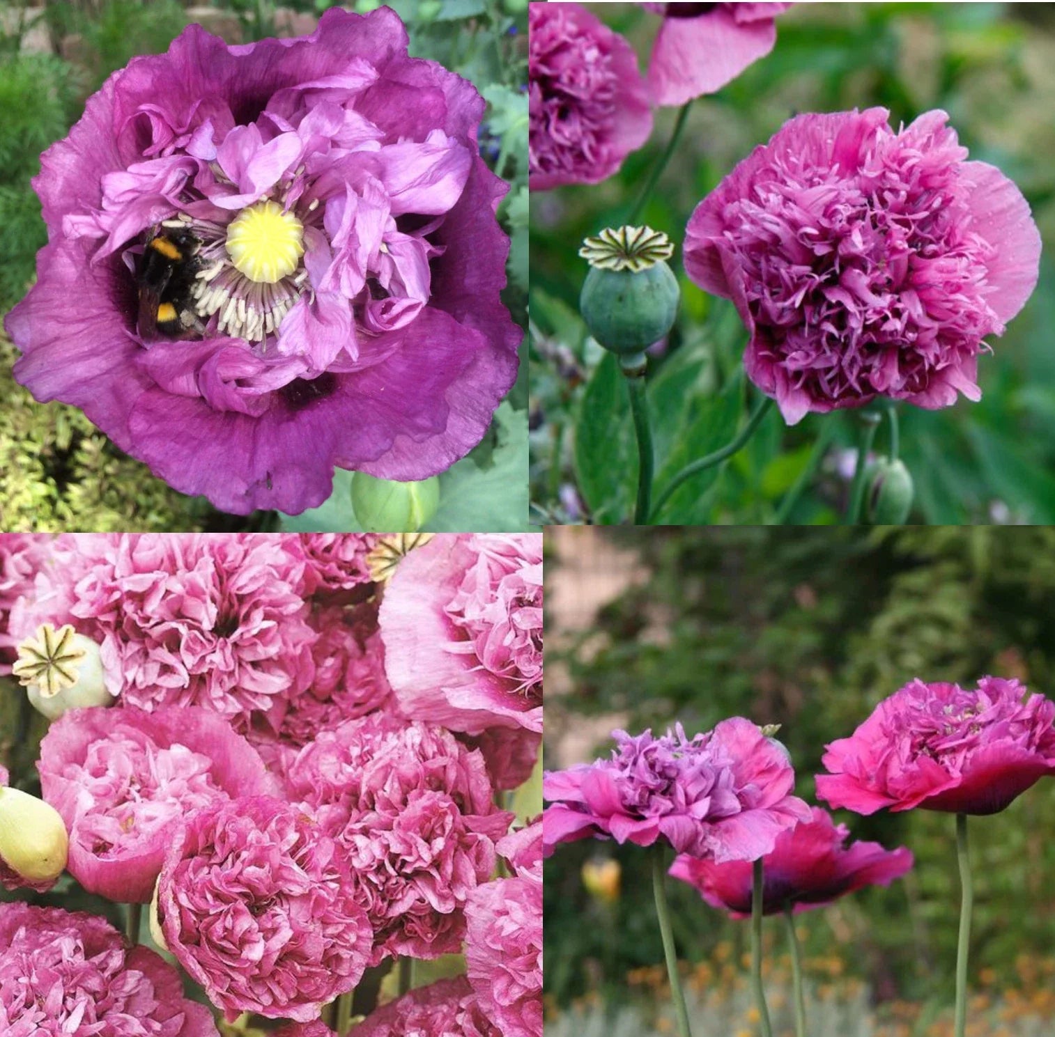 Poppy Seeds 1000 Count Violetta Blush Pink Purple Large Blooms Papaver somniferum Non-GMO Pollinator Friendly