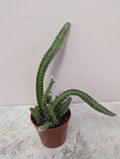 Dog Tail Cactus 2.7 Inch Pot Live Succulent Plant Selenicereus testudo Rooted Green Cactus