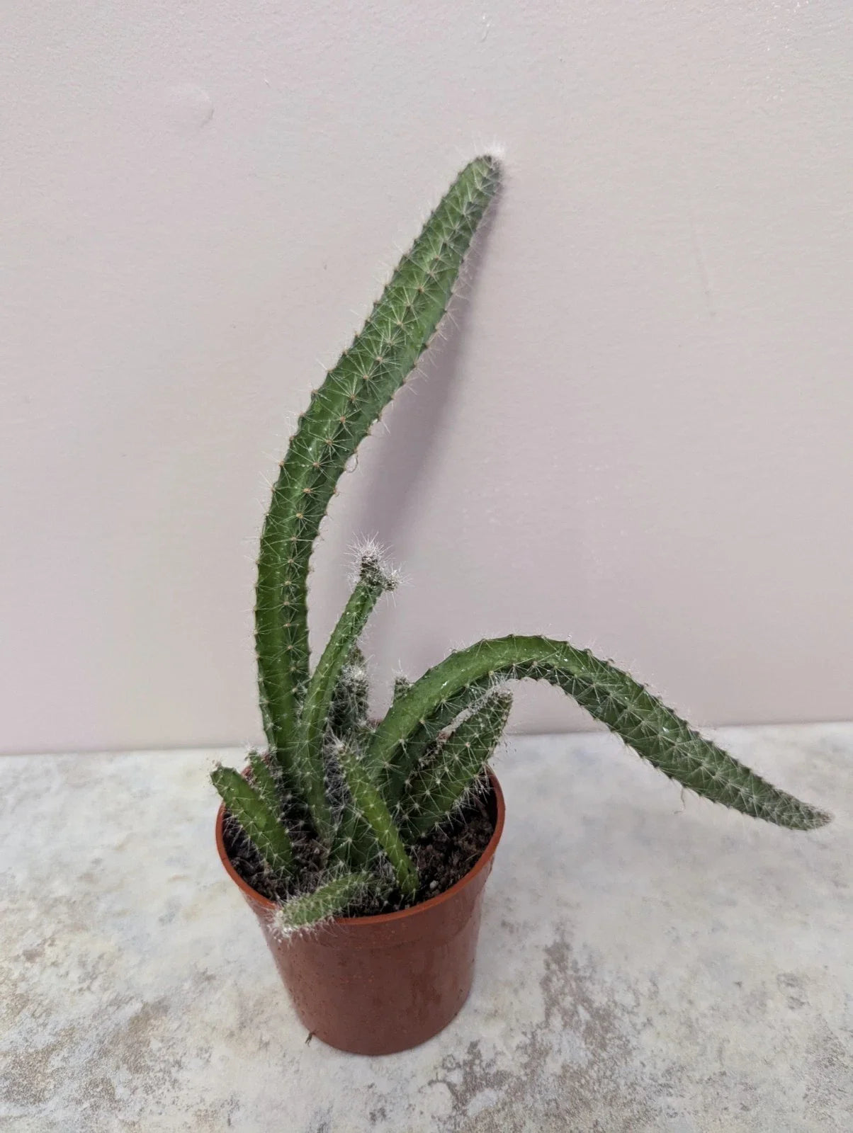 Dog Tail Cactus 2.7 Inch Pot Live Succulent Plant Selenicereus testudo Rooted Green Cactus