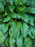 Hosta Live Plant Roots 5 Count - Bare Root Perennial, Sun/Shade, Hosta spp. - Cut Stem 4-5 Inches, Guaranteed to Grow