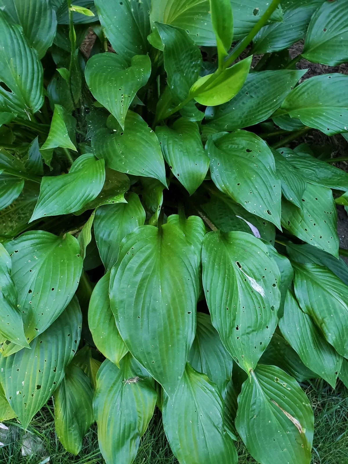 Hosta Live Plant Roots 5 Count - Bare Root Perennial, Sun/Shade, Hosta spp. - Cut Stem 4-5 Inches, Guaranteed to Grow