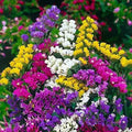 Statice Flower Seeds 100 Count - Mixed Colors - Great for Cut Flowers (Limonium sinuatum)