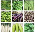 20 Variety Asian Vegetable Seed Packets - Heirloom, Organic, Non-GMO Seeds for Home Gardening - Grow Your Own Food!