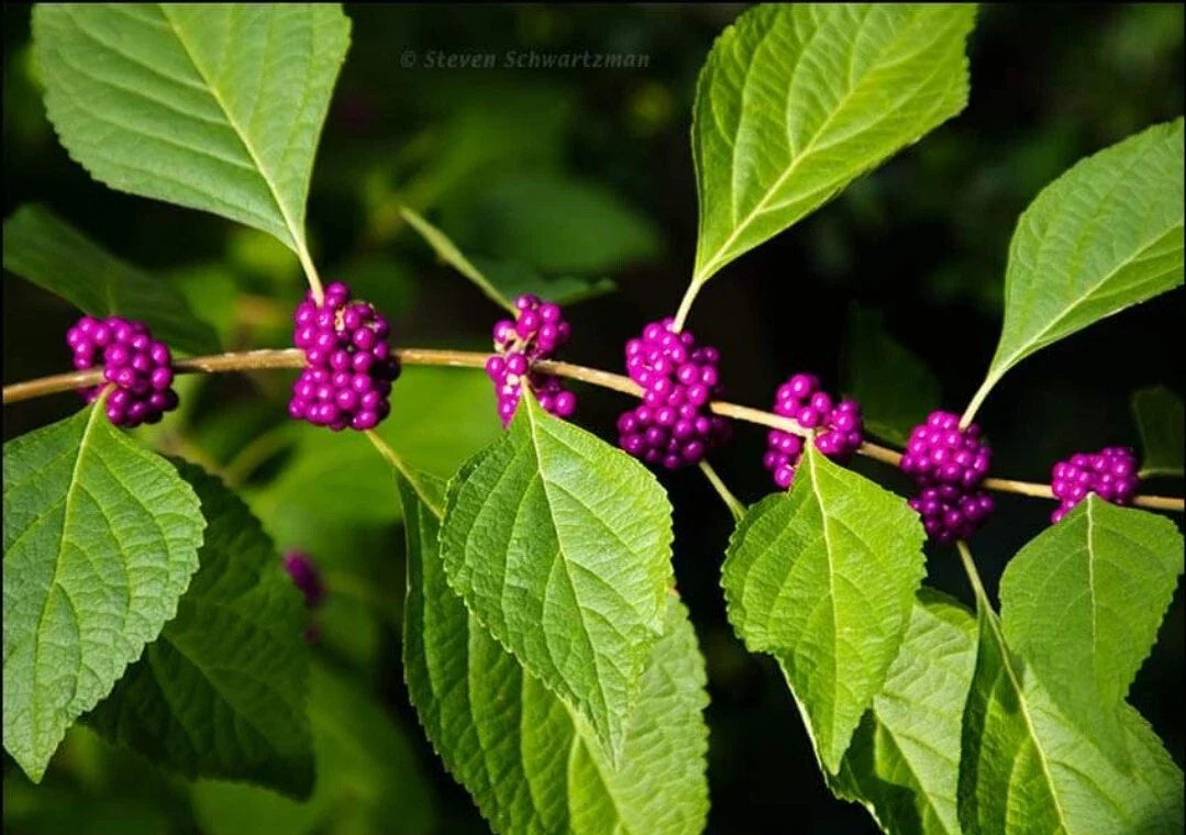 Organic American Beautyberry Seeds - 100+ Perennial French Mulberry Seeds (Callicarpa) for Garden Planting