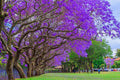 Blue Jacaranda Tree Seeds - 25 Seeds - Exotic Purple Blooms - Jacaranda mimosifolia